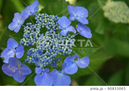 紫陽花の花 紫陽花の花 90833065
