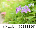 紫陽花の咲く風景 90833395