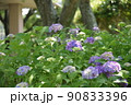 紫陽花の咲く風景 90833396