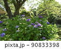 紫陽花の咲く風景 90833398