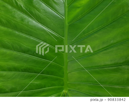 Greenery background of nature plant and leaf Greenery background of nature plant and leaf 90833842