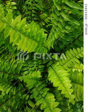 Greenery background of nature plant and leaf 90833843