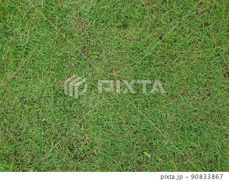 Greenery background of nature plant and leaf 90833867