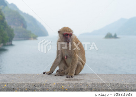 A monkey or Macaque with sea ocean view. Wildlife animal. 90833938