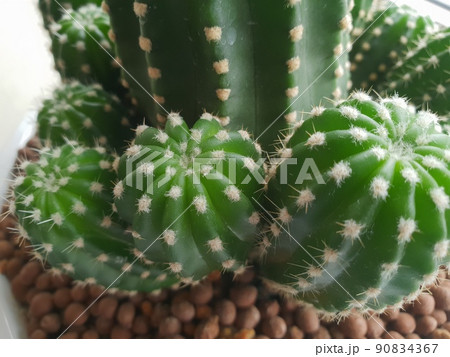 Cactus and Cactus flowers popular for decorative Cactus and Cactus flowers popular for decorative 90834367