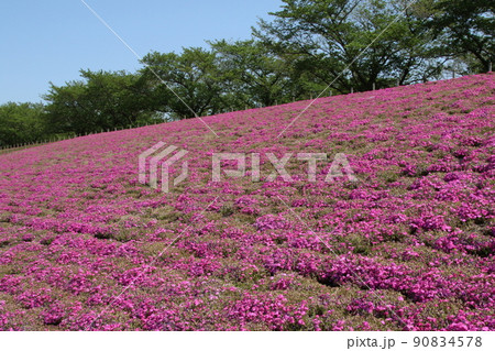 北区荒川芝桜 90834578