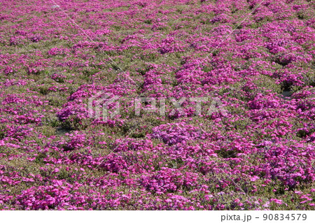 北区荒川芝桜 90834579