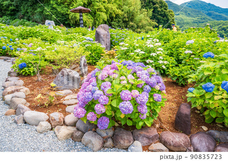（静岡県）沼津市静浦の照江寺（しょうこうじ）のアジサイ 90835723