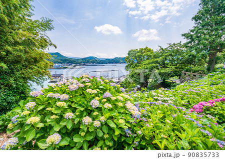 (静岡県)沼津市静浦の照江寺(しょうこうじ)のアジサイ (静岡県)沼津市静浦の照江寺(しょうこうじ)のアジサイ 90835733
