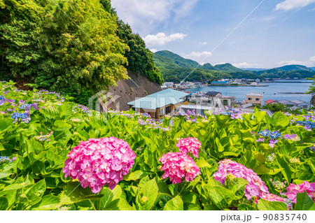 (静岡県)沼津市静浦の照江寺(しょうこうじ)のアジサイ (静岡県)沼津市静浦の照江寺(しょうこうじ)のアジサイ 90835740