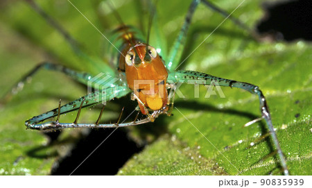 Grasshopper, Marino Ballena National Park, Costa Rica 90835939