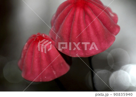 Wild Mushroom, Amazonia, Ecuador 90835940