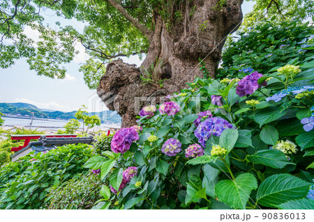 （静岡県）沼津市静浦の照江寺（しょうこうじ）のアジサイ 90836013