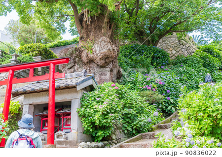 （静岡県）沼津市静浦の照江寺（しょうこうじ）のアジサイ 90836022
