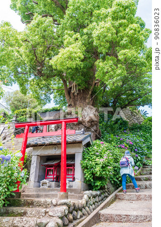 （静岡県）沼津市静浦の照江寺（しょうこうじ）のアジサイ 90836023