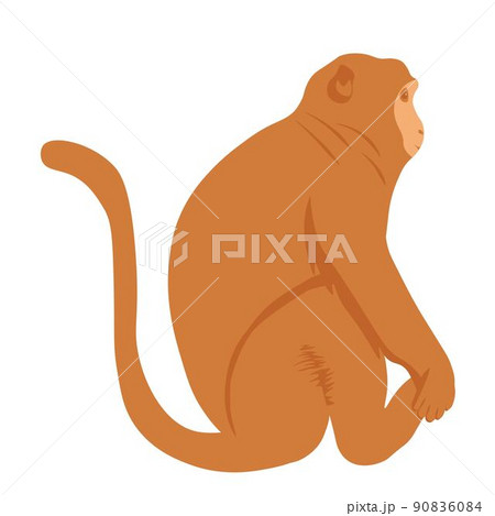 Macaques vector stock illustration. The monkey is sitting. Animal. Isolated on a white background. 90836084
