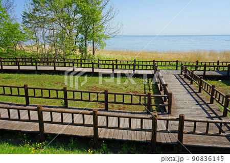 北海道　サロマ湖の水芭蕉群生地 90836145
