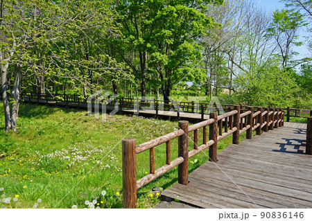 北海道　サロマ湖の水芭蕉群生地 90836146