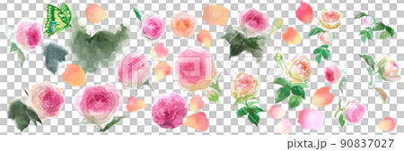 ピンクのバラのピエールドロンサールのセット水彩画手描きイラスト 90837027