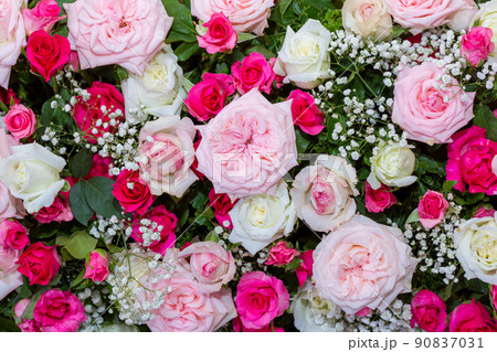 Backdrop of roses, Flowers wall background Backdrop of roses, Flowers wall background 90837031