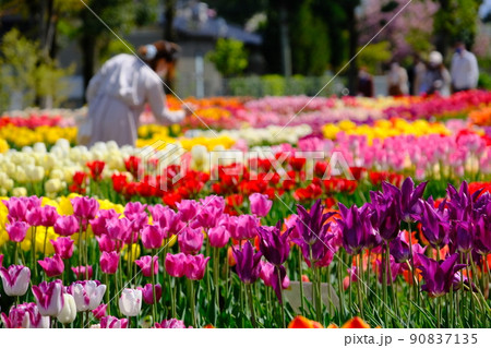 チューリップフェアー チューリップフェアー 90837135
