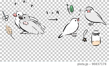 Java sparrow that becomes a young bird from a chick 90837178