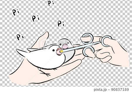 Java sparrow begging for food Java sparrow begging for food 90837189