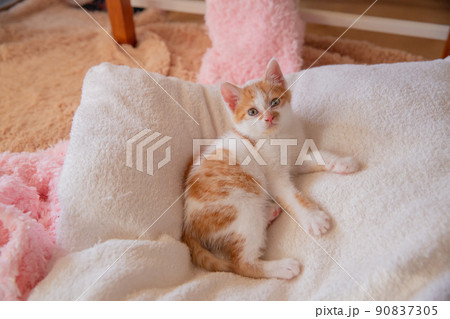 猫、仔猫、こねこ、猫の家族 90837305