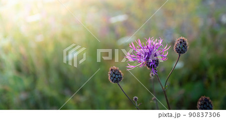 Natural blurred meadow background with soft focus with cornflower meadow flower close up at summer sunset. Nature details. Beauty of local nature. Local travel. Banner. Copy space. Natural blurred meadow background with soft focus with cornflower meadow flower close up at summer sunset. Nature details. Beauty of local nature. Local travel. Banner. Copy space. 90837306