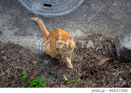 猫、仔猫、こねこ、猫の家族 猫、仔猫、こねこ、猫の家族 90837366
