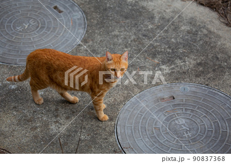 猫、仔猫、こねこ、猫の家族 90837368