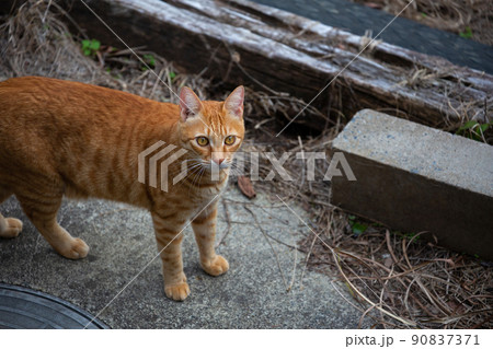 猫、仔猫、こねこ、猫の家族 90837371