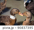 鴨軍団2 90837395