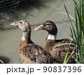 鴨軍団3 90837396
