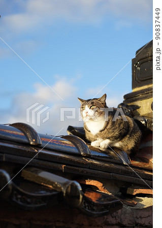 塀でまどろむキジ白猫 90837449