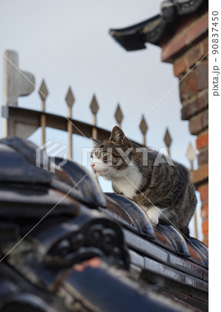 塀の上のキジ白猫 塀の上のキジ白猫 90837450