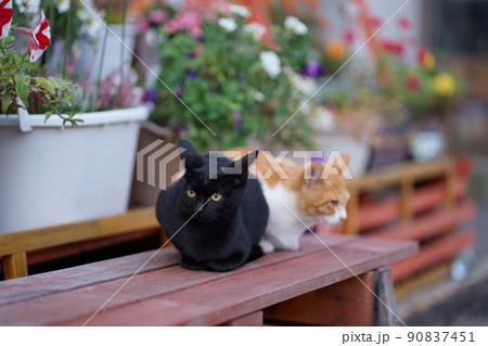 仲良しの黒猫と茶トラ白猫 90837451