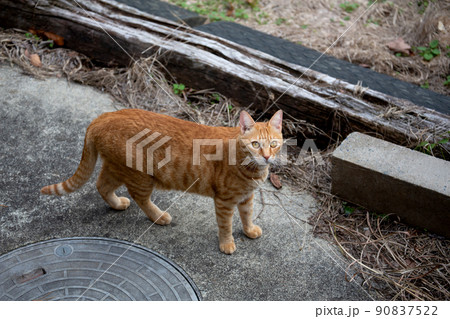 猫、仔猫、こねこ、猫の家族 90837522