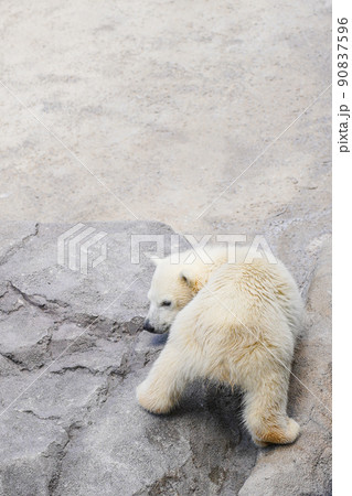お尻を見せる白熊の赤ちゃん 90837596