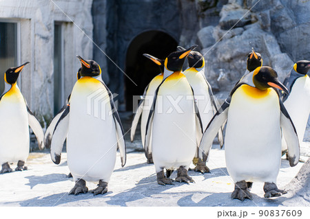 上を向くペンギン 90837609