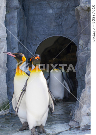 列をなすペンギン 90837610