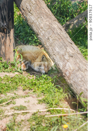 眠るキツネ 90837617