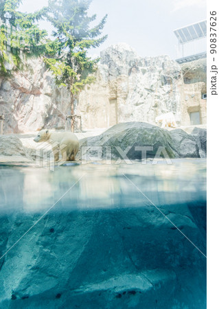 白熊の赤ちゃん 90837626