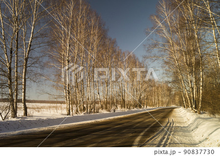 Winter landscape with birch by grove Winter landscape with birch by grove 90837730