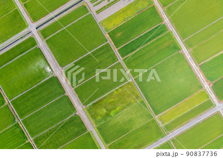 空撮「埼玉県」夏の田んぼを上空から眺める 90837736