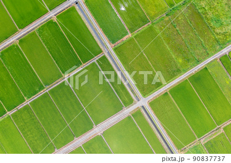 空撮「埼玉県」夏の田んぼを上空から眺める 空撮「埼玉県」夏の田んぼを上空から眺める 90837737