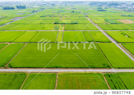 空撮「埼玉県」夏の田んぼを上空から眺める 90837748