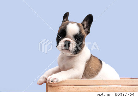 French bulldog puppy sits in a wooden box on a blue background. French bulldog puppy sits in a wooden box on a blue background. 90837754