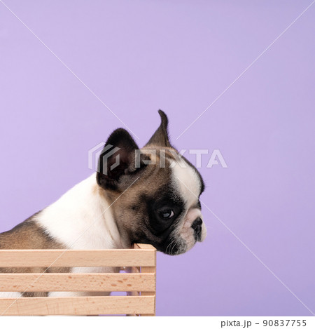 French bulldog puppy sits in a wooden box on a purple background. French bulldog puppy sits in a wooden box on a purple background. 90837755