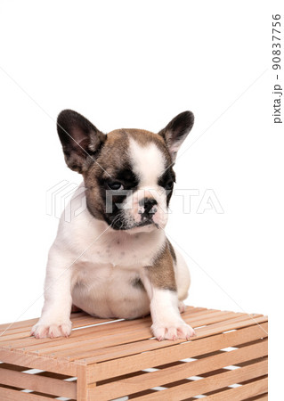 French bulldog puppy sits on a wooden crate on a white background. French bulldog puppy sits on a wooden crate on a white background. 90837756